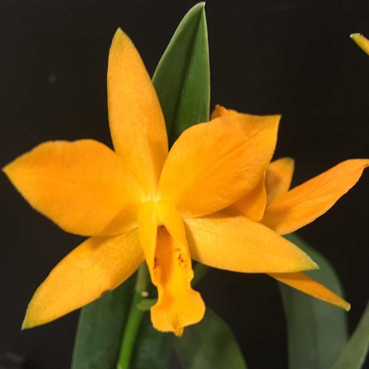 LC "El Cerrito" (Laelia flava x Cattleya aurantiaca yellow)