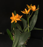 LC "El Cerrito" (Laelia flava x Cattleya aurantiaca yellow)