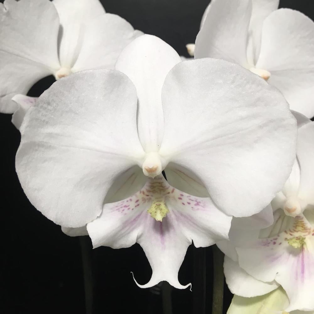 Orhidee Phalaenopsis Big Lip Leontine, la pret atractiv, cu livrare rapida!