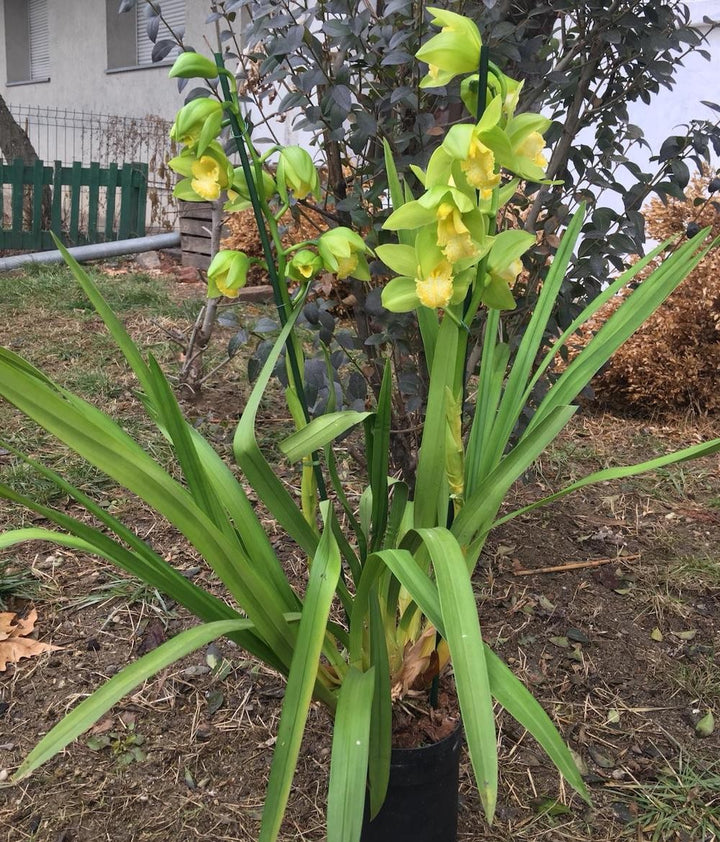 Orhidee imperiala la ghiveci, Orhidee Cymbidium verde Concolor, pret atractiv