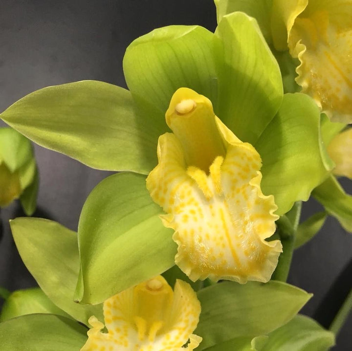 Orhidee imperiala la ghiveci, Orhidee Cymbidium verde Concolor, pret atractiv