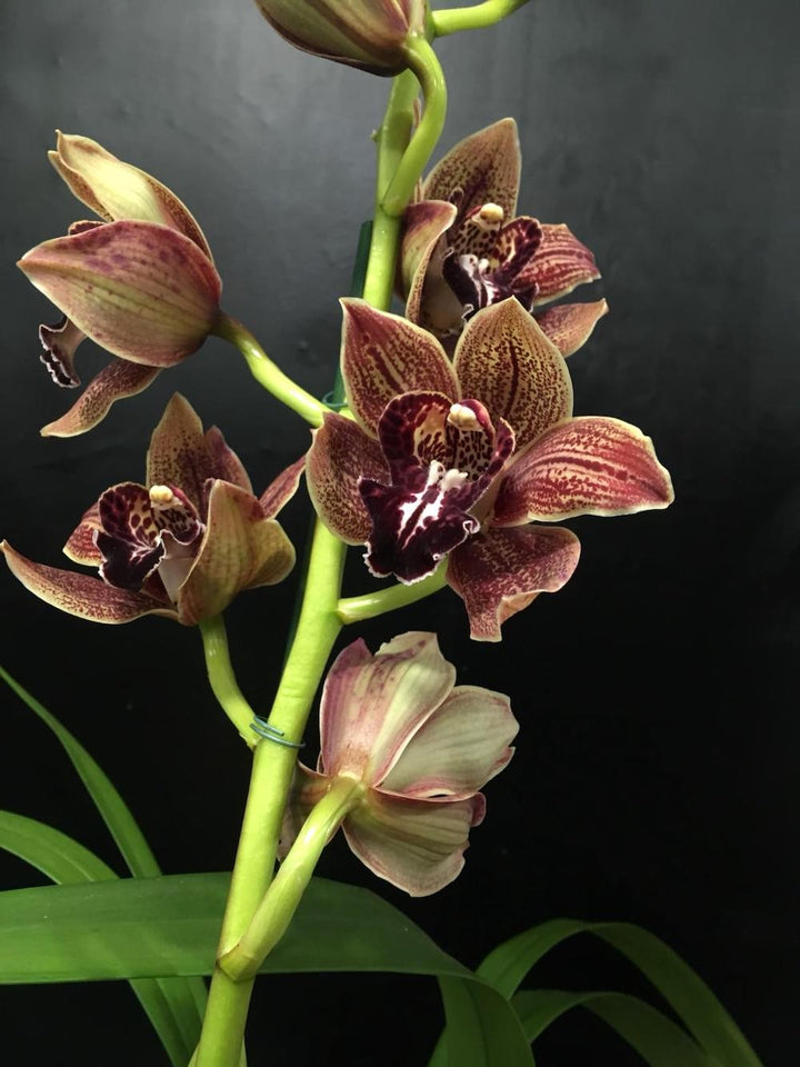 Orhidee imperiala la ghiveci, Orhidee Cymbidium Vienna Flor, pret atractiv