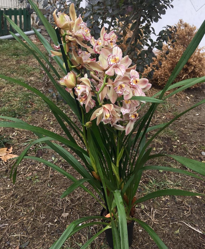 Orhidee Cymbidium bicolora Italy Spot, disponibila online, pret special