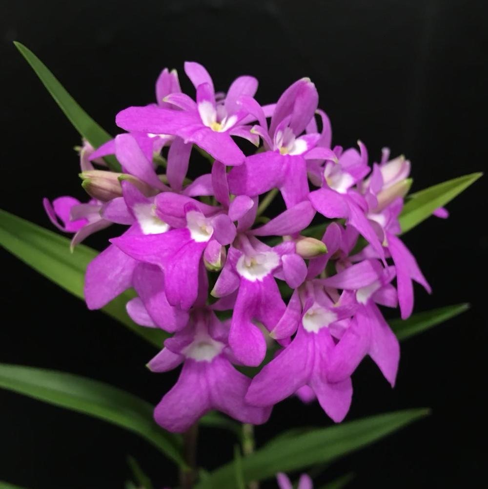 Epidendrum Centropetalum (Panama Orchid)