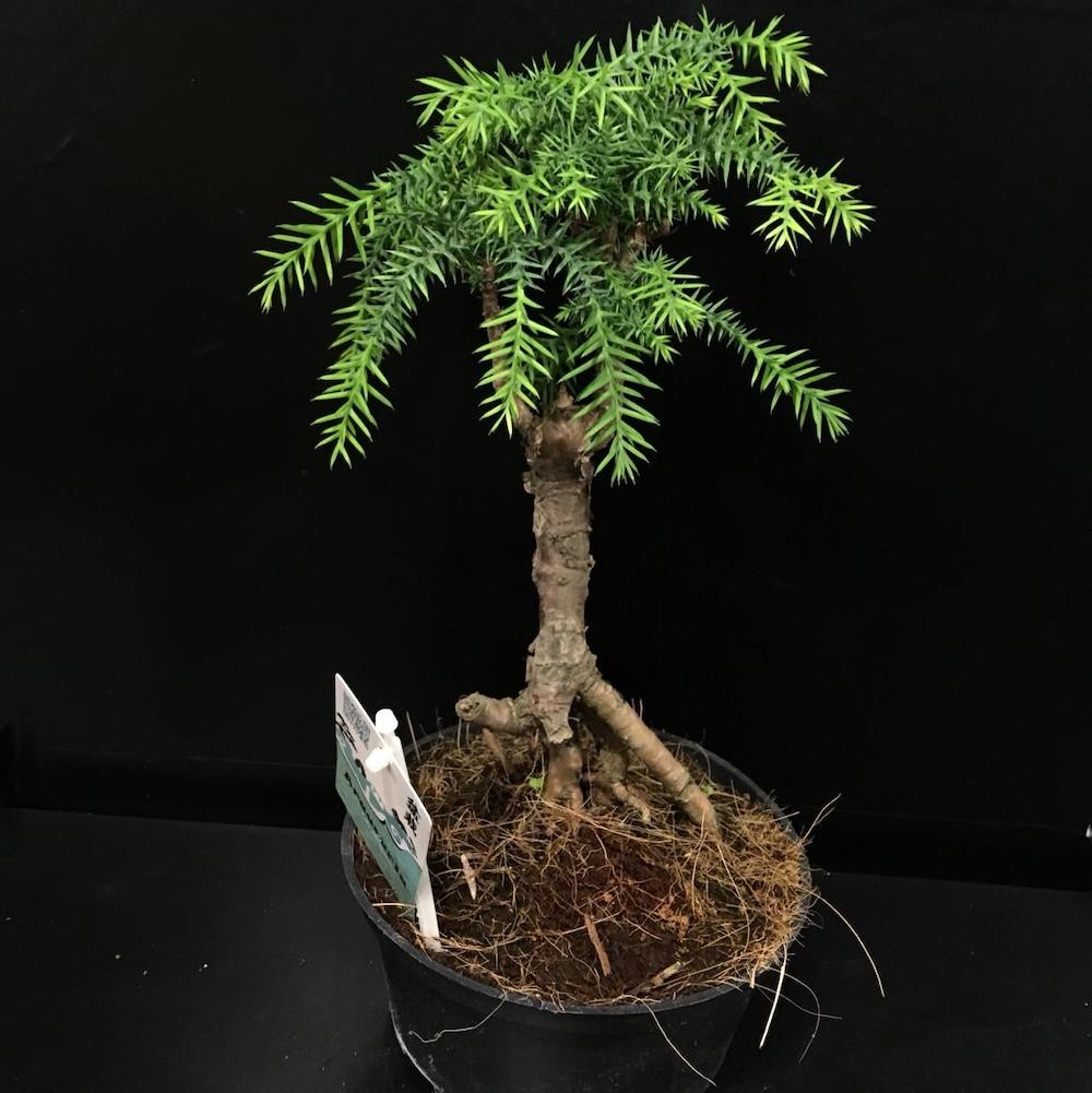 Araucaria Cunninghamii - bonsai de interior (Hoop Pine), pret online imbatabil