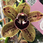 Cymbidium Los Angeles - flori mari