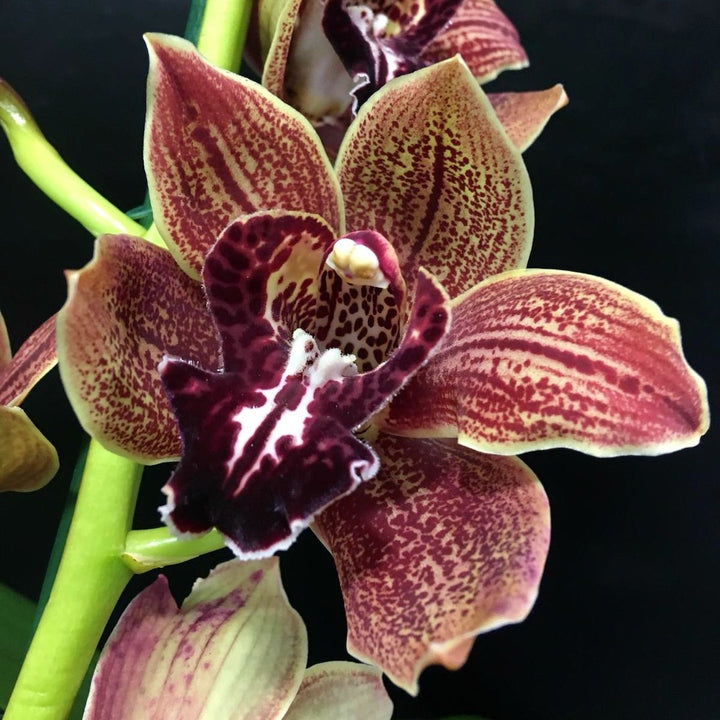 Orhidee imperiala la ghiveci, Orhidee Cymbidium Vienna Flor, pret atractiv