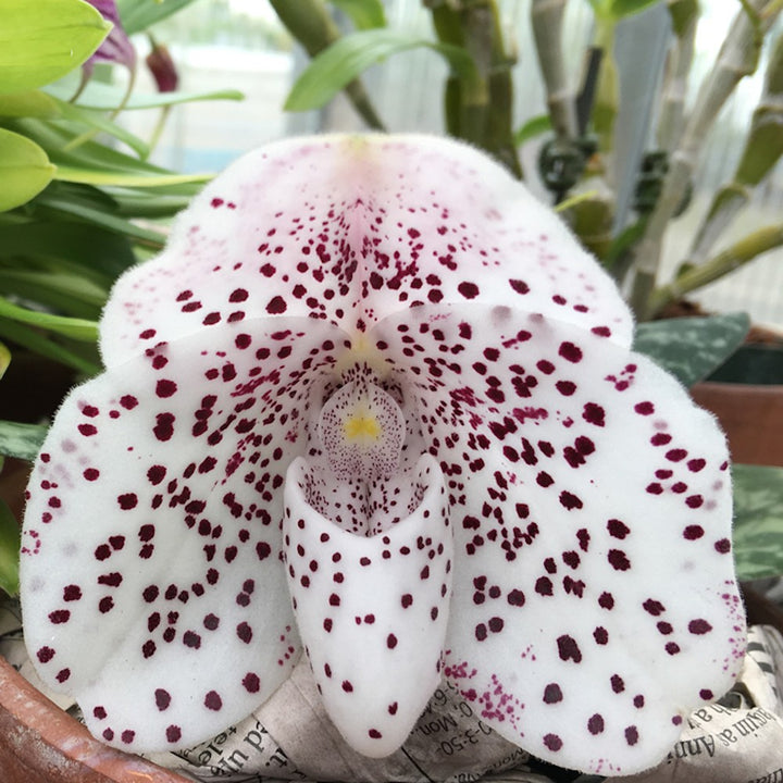 Orhidee Paphiopedilum Sakaki (bellatulum x wenshanense), online la un pret special!