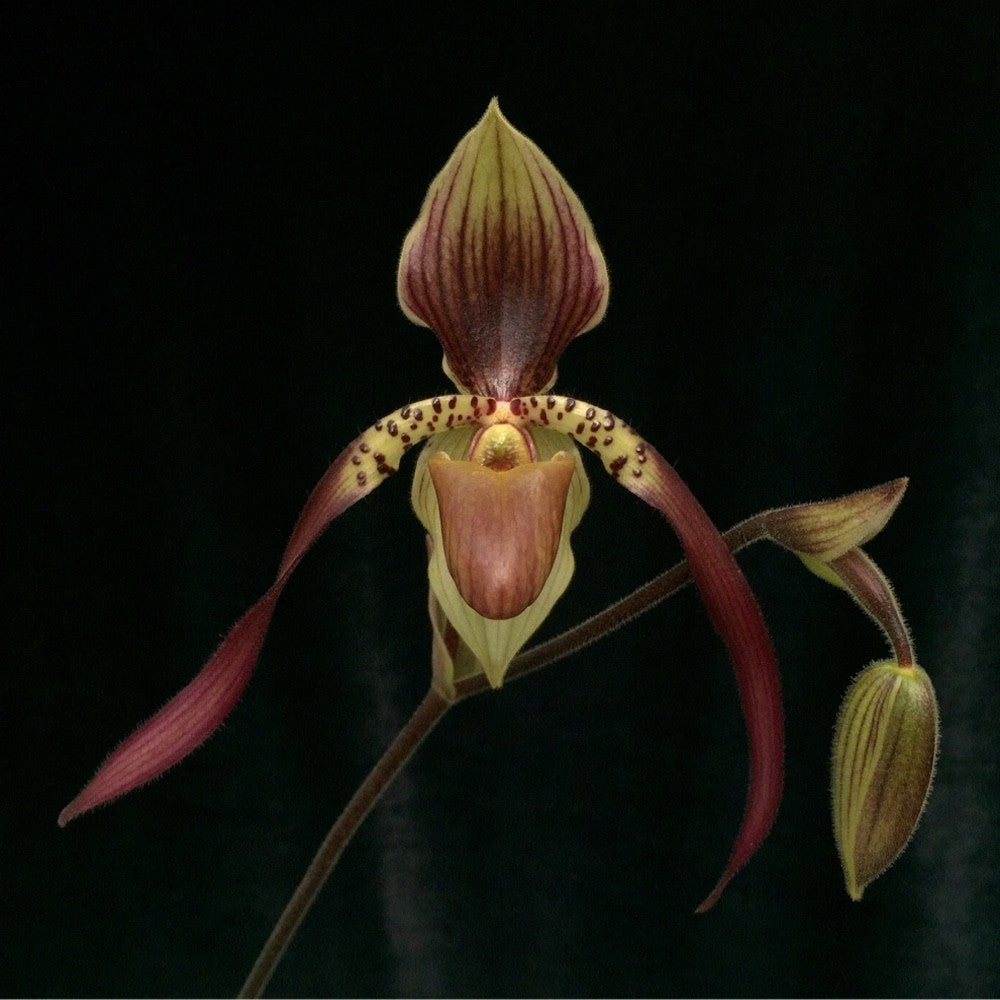 Orhidee  Paphiopedilum Berenice (philippinense x lowii) la un pret special!