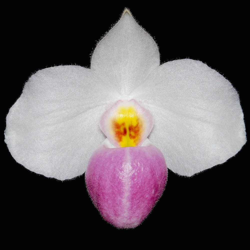 Orhidee Paphiopedilum Delenatii la un pret special!