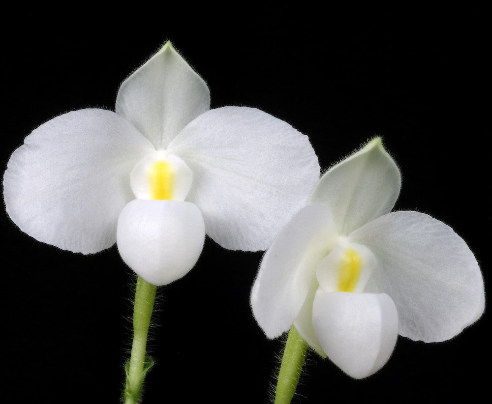 Orhidee Paphiopedilum Delenatii la un pret special!