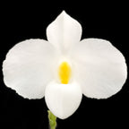 Orhidee Paphiopedilum Delenatii la un pret special!