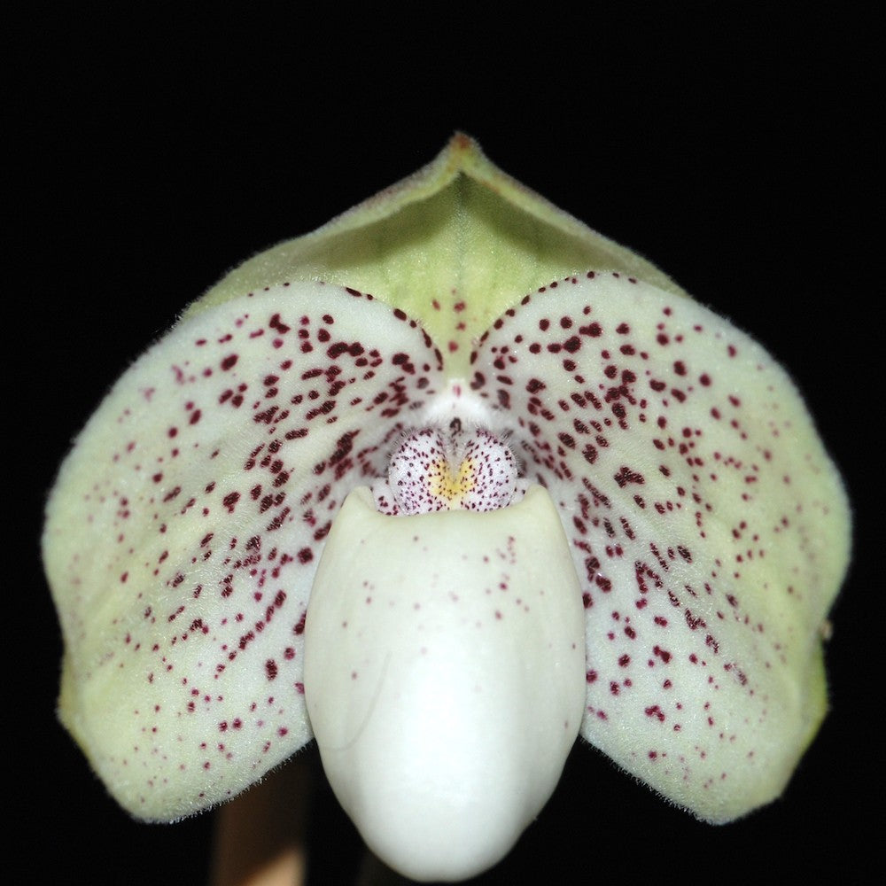 Orhidee Paphiopedilum Greyi (paphi. godefroyae × paphi. niveum) la un pret special!