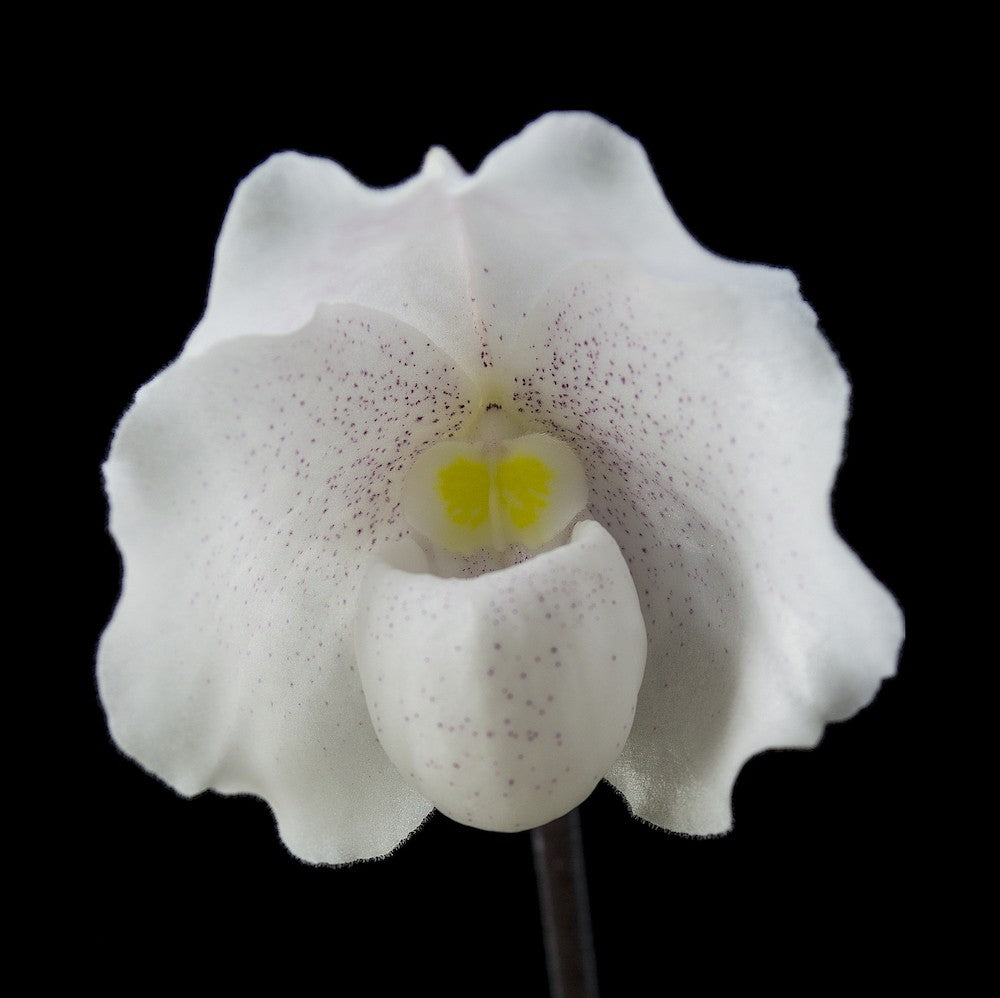 Orhidee Paphiopedilum niveum la un pret special!