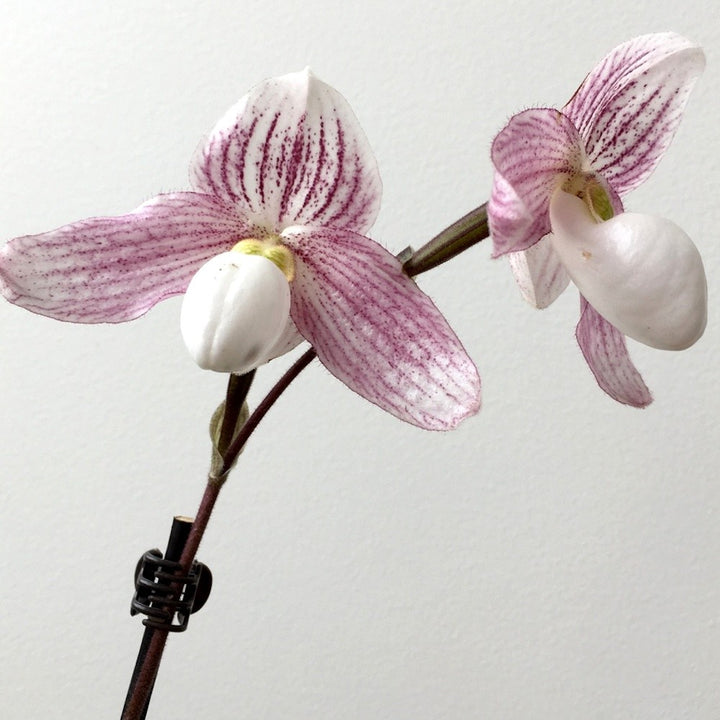 Orhidee Paphiopedilum Vipanii (Paphi. niveum × Paphi. philippinense)