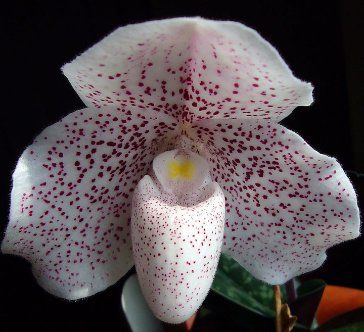 Orhidee Paphiopedilum Psyche (niveum x bellatulum)