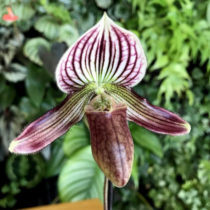 Orhidee Paphiopedilum H. Ballantine (purpuratum x fairreanum)