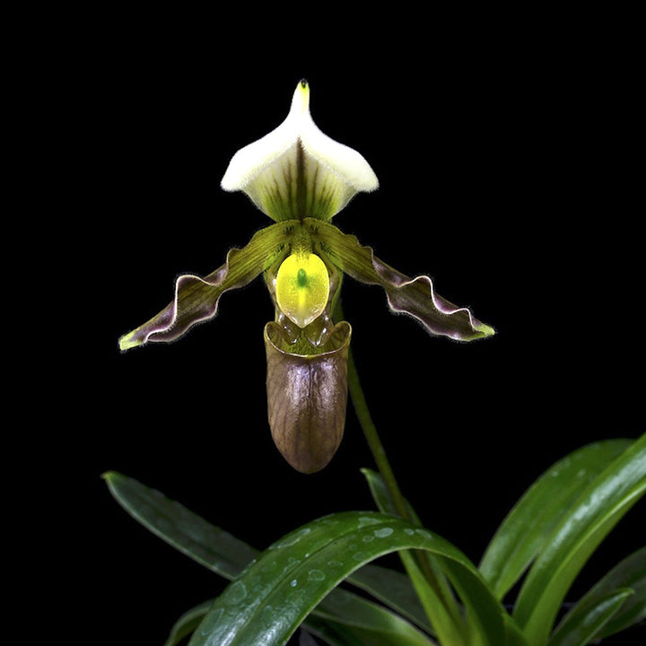 Orhidee Paphiopedilum Tranliemianum