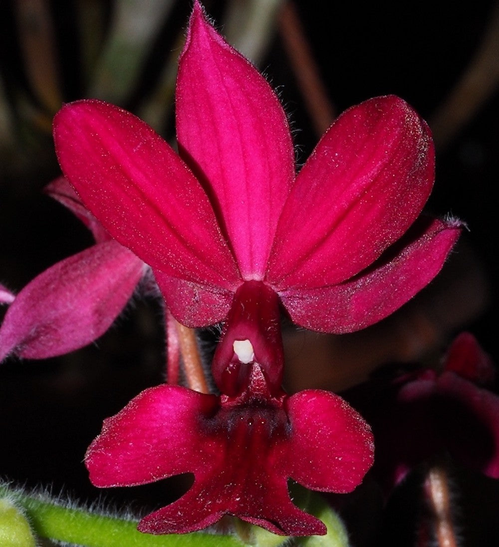 Orhidee Calanthe Rubra