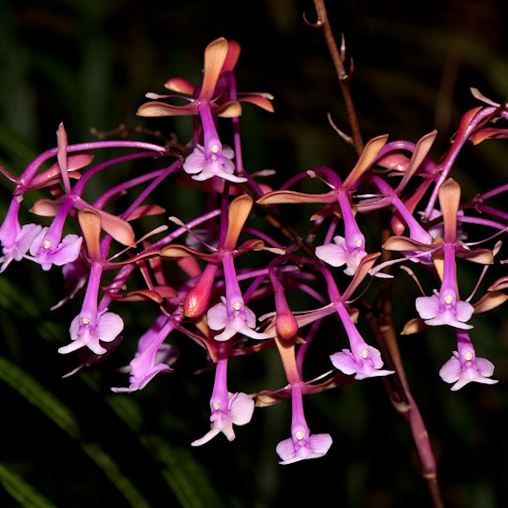 Orhidee Epidendrum Capricornu