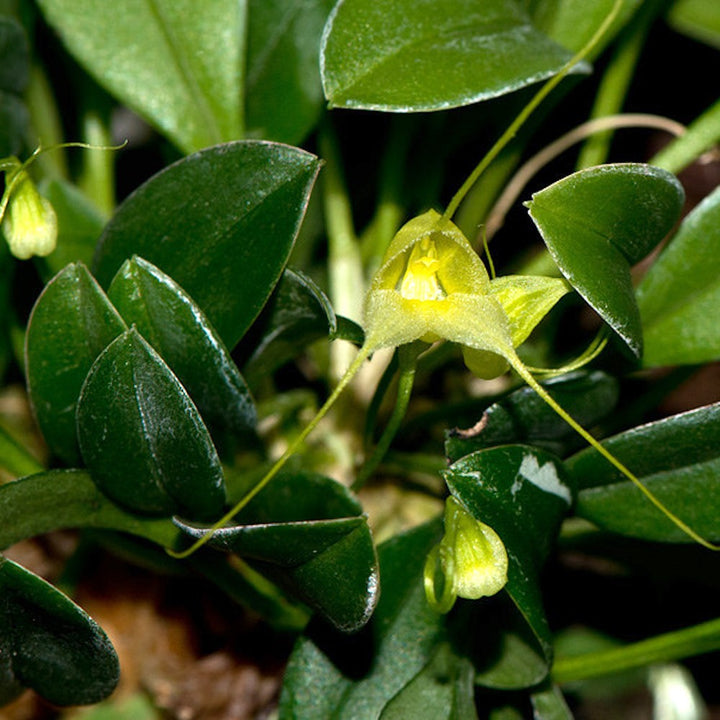 Orhidee Masdevallia nidifica galbena, orhidee in ghiveci