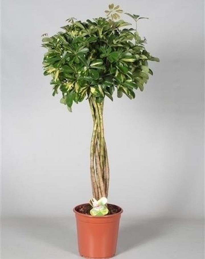 Cumpara online Schefflera arboricola 'Compacta' picior, pret imbatabil!