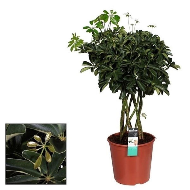 Cumpara online Schefflera arboricola 'Compacta' impletita, pret imbatabil!