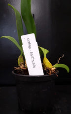 Orhidee Bulbophyllum (Cirrhopetalum) rothschildianum