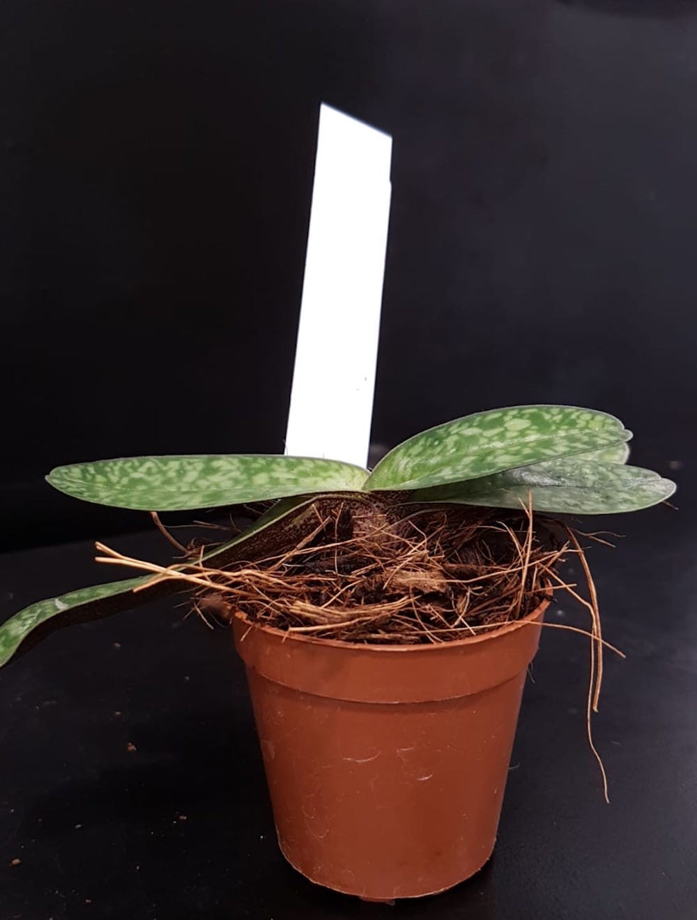 Orhidee Paphiopedilum Greyi (paphi. godefroyae × paphi. niveum) la un pret special!