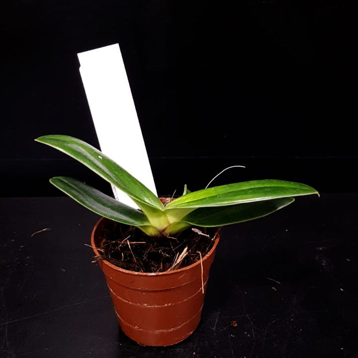 Orhidee Paphiopedilum Tranliemianum