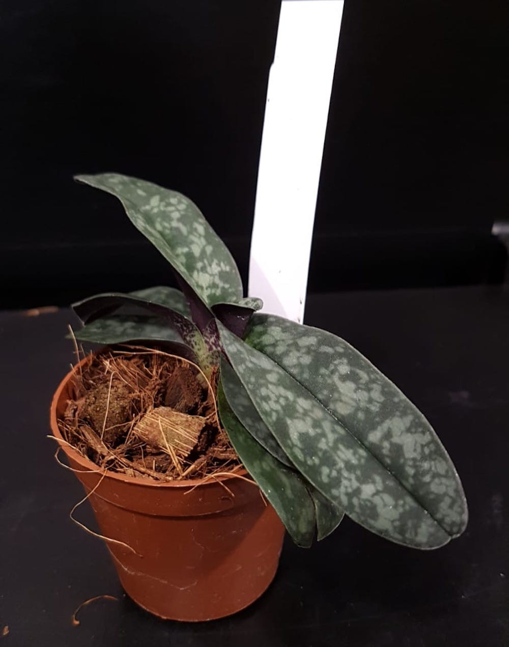 Orhidee Paphiopedilum Sakaki (bellatulum x wenshanense), online la un pret special!