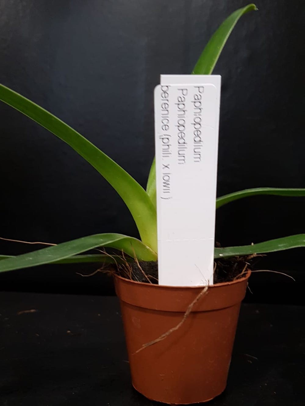 Orhidee  Paphiopedilum Berenice (philippinense x lowii) la un pret special!