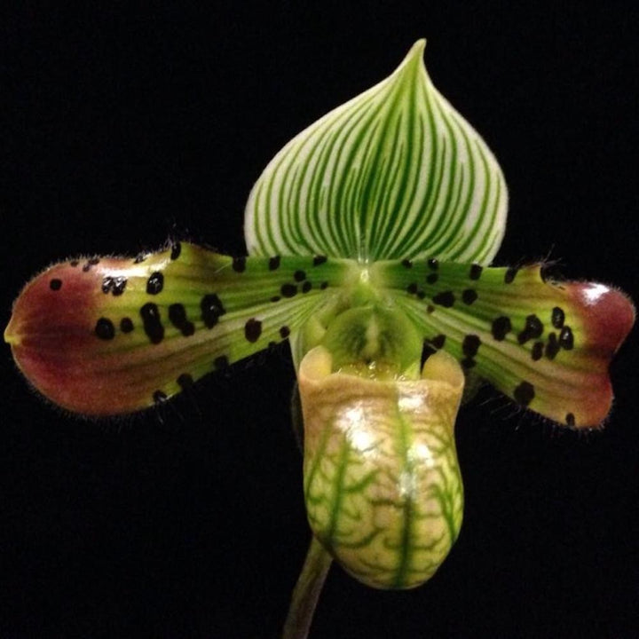 Orhidee Paphiopedilum Varuna (Paphiopedilum wardii x venustum)