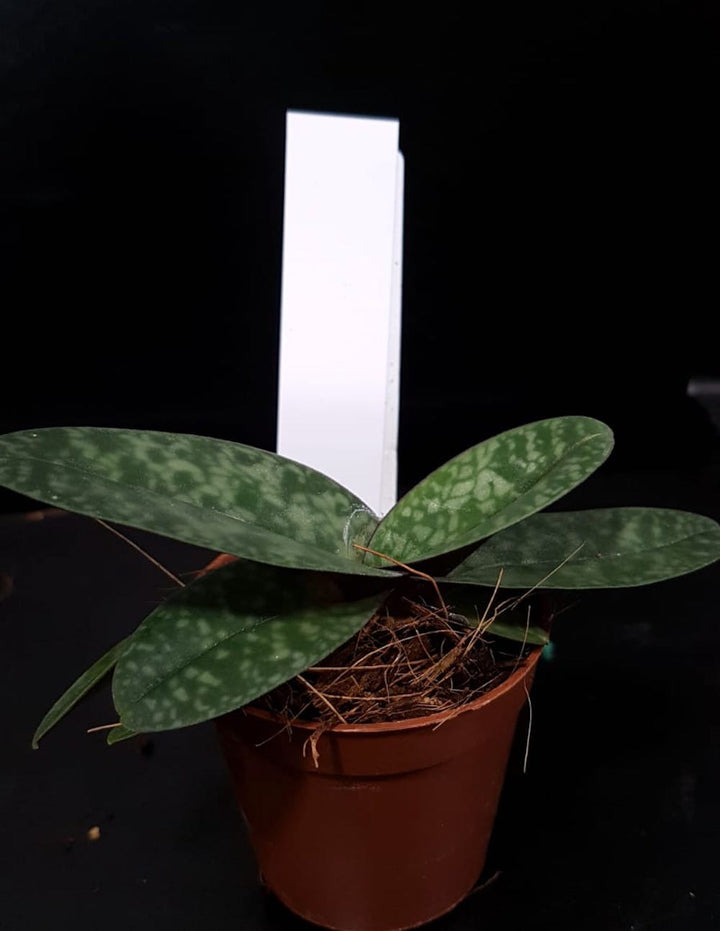 Orhidee Paphiopedilum Psyche (niveum x bellatulum)