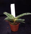 Orhidee Paphiopedilum Delenatii la un pret special!