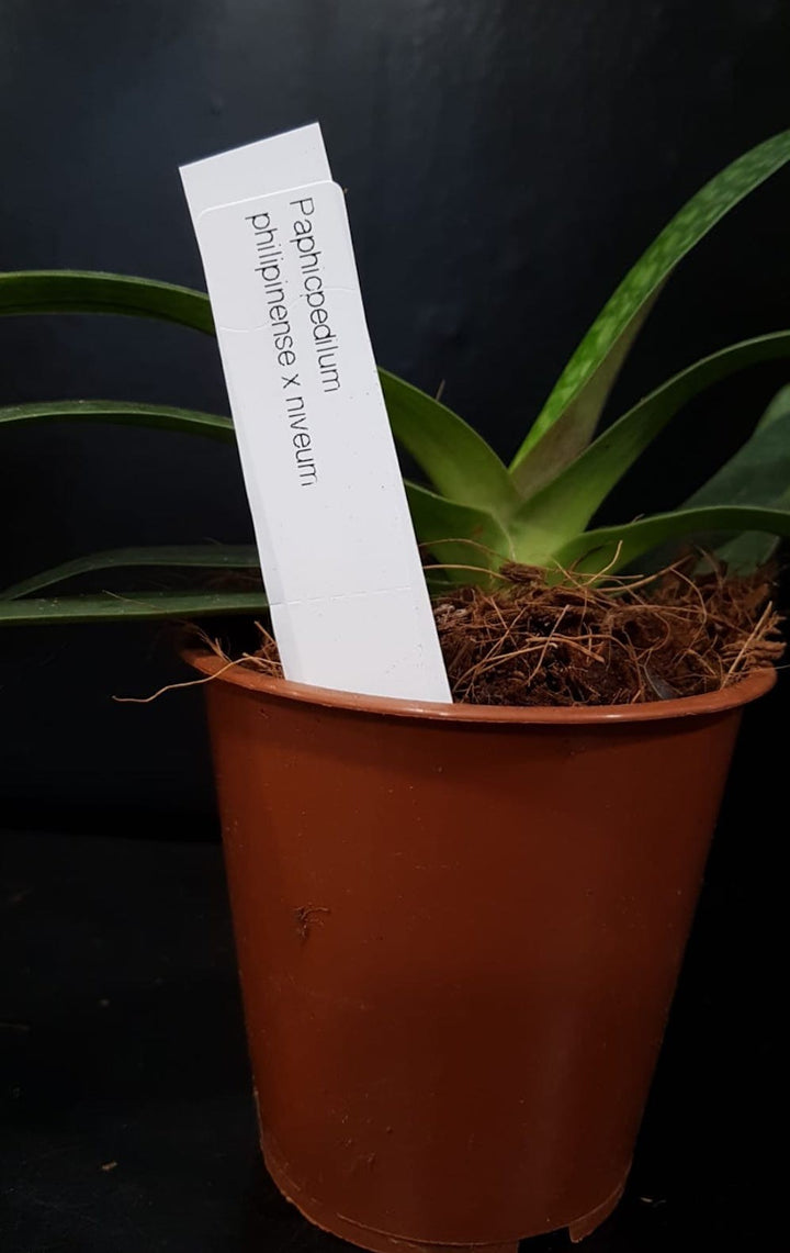 Orhidee Paphiopedilum Vipanii (Paphi. niveum × Paphi. philippinense)