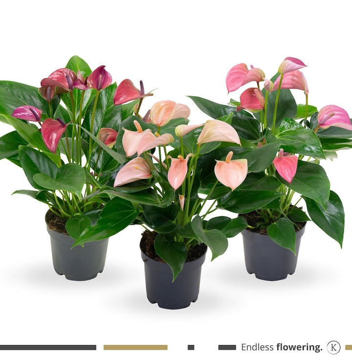 Anthurium multiflora mix - endless flowering