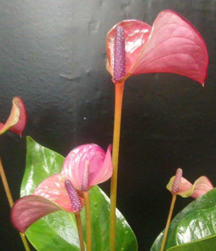 Anthurium multiflora mix - endless flowering