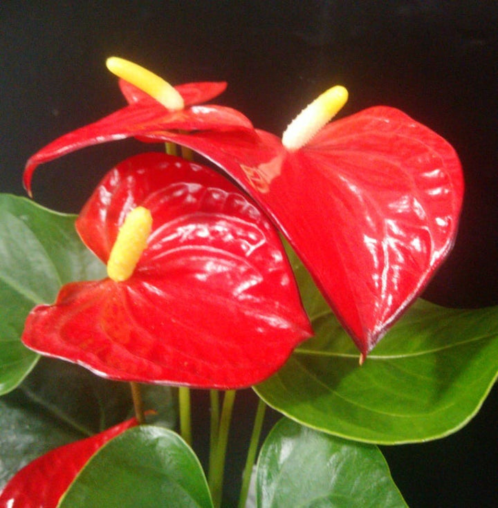 Anthurium multiflora mix - endless flowering