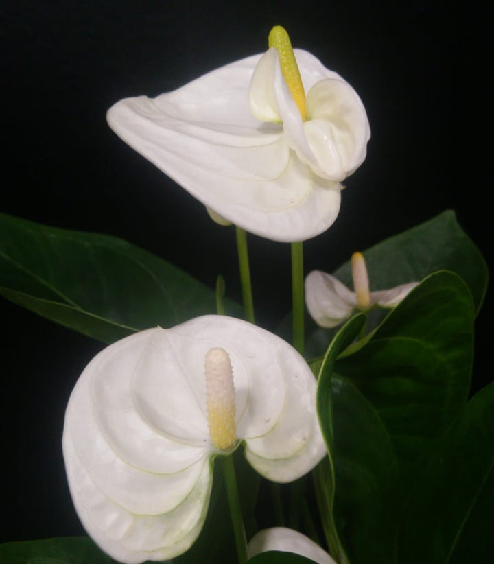 Anthurium multiflora mix - endless flowering