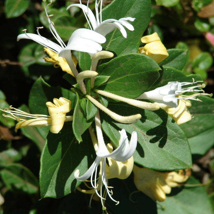 Mana Maicii Domnului, Caprifoi, Lonicera japonica Halliana, de vanzare, pret special