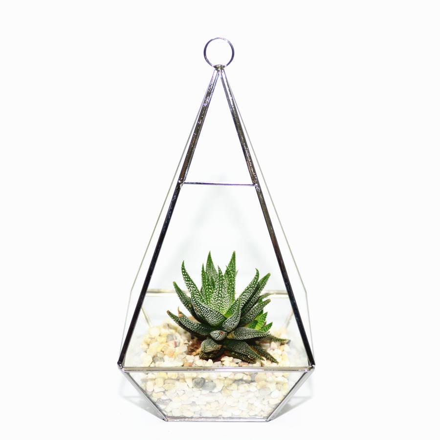 Terrarium piramida cu o mini planta suculenta