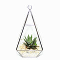 Terrarium piramida cu o mini planta suculenta