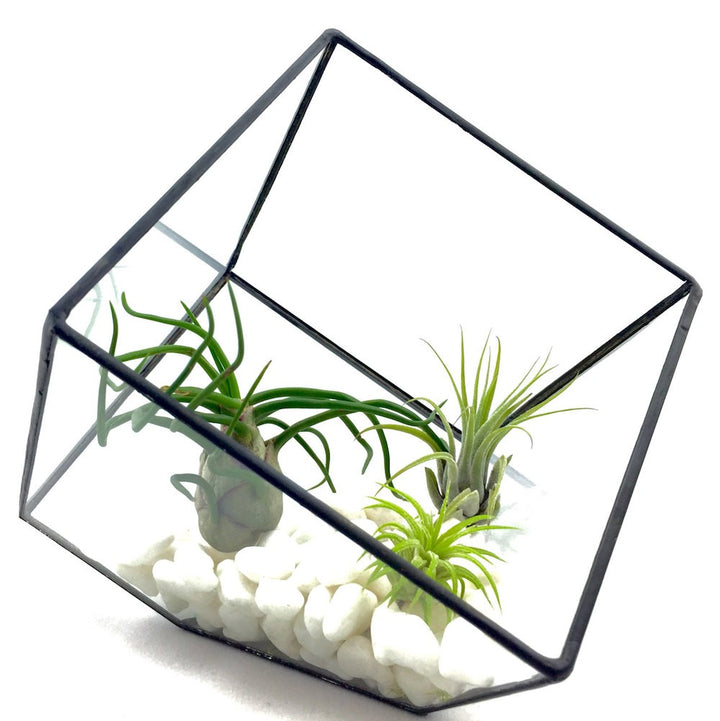 Terrarium patrat cu 3 Tillandsia Air Plant, pret online special!