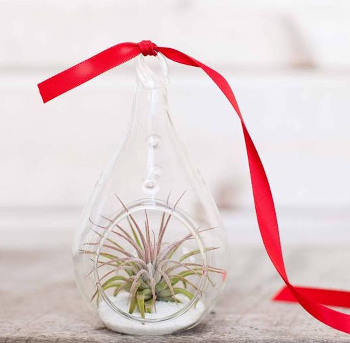 Terrarium forma lacrima - tillandsia air plant, pret special, livrare rapida