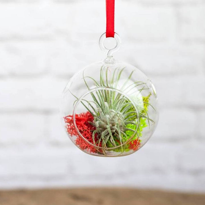 Terariu plante suculente si Tillandsia Air Plant, la pret imbatabil, cu livrare!