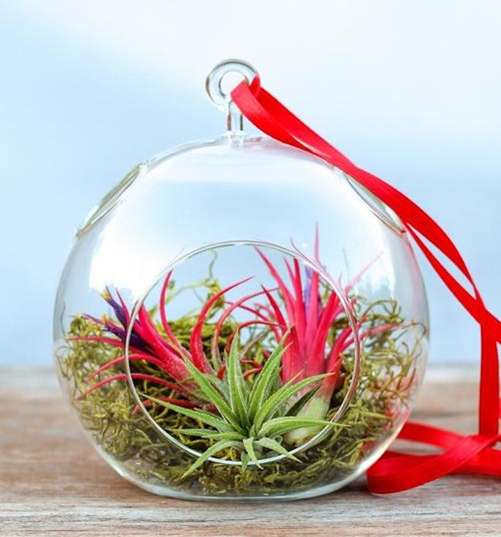 Terrarium glob de sticla - 3 plante aeriene , acum la pret special online