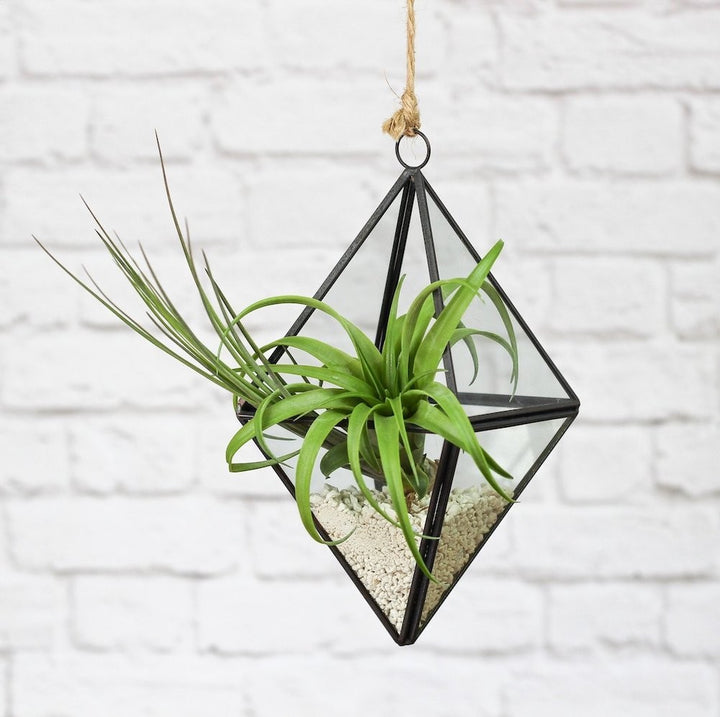 Terrarium Diamond 3 plante aeriene, de vanzare la pret online special!