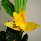 Orhidee Lycaste aromatica x cruenta