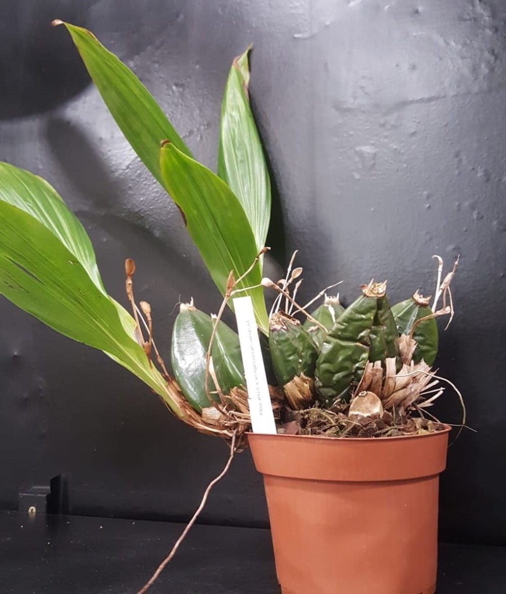 Orhidee Lycaste aromatica x cruenta